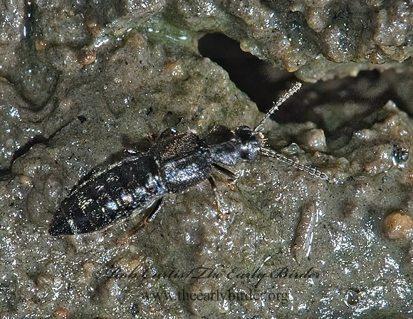 Oxytelinae 5011481z