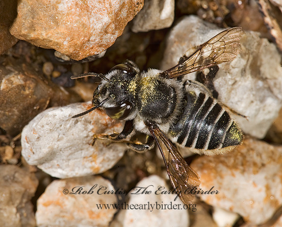 Megachile petulans 8008635z