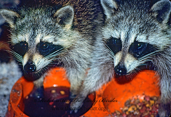 Procyon lotor  RACCOON 10032 z