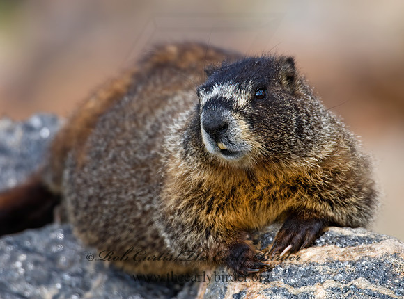Marmota flaviventris  YELLOW-BELLIED MARMOT 7010497z