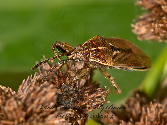 Oedancala dorsalis 9013793z