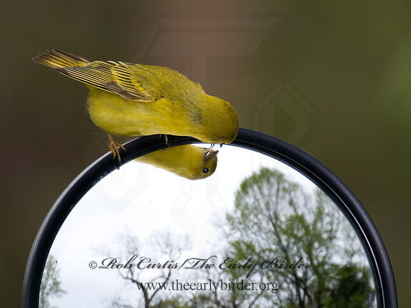 Setophaga petechia  YELLOW WARBLER 6005075z
