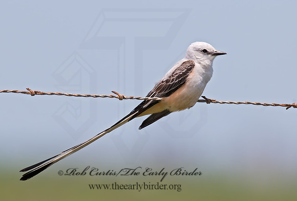 Tyrannus forficatus SCISSOR-TAILED FLYCATCHER 7003930z