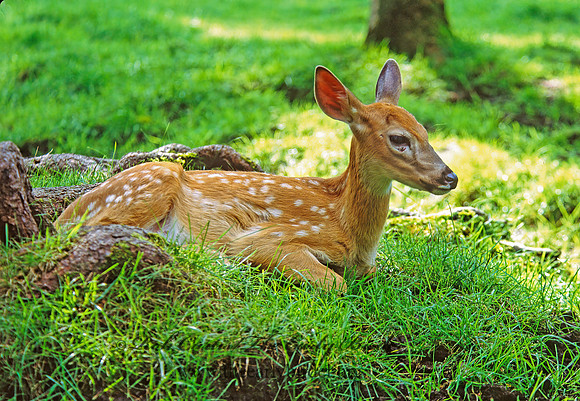 Odocoileus virginianus  WHITE-TAILED DEER 301509z