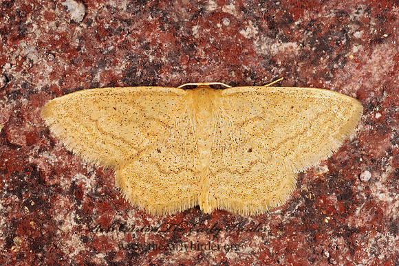 Scopula inducta SOFT-LINED WAVEta 278210z