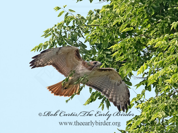Buteo jamaicensis  RED-TAILED HAWK 9068848z