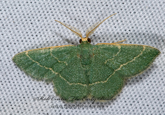 Chlorochlamys phyllinaria THIN-LINED CHLOROCHLAMYS MOTH 7008673z