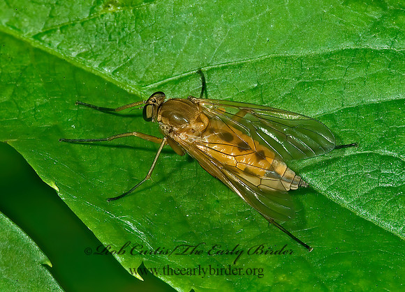 Rhagio tringarius  MARSH SNIPE FLY 4003306z