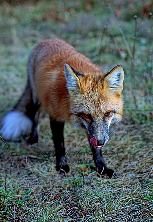 Vulpes vulpes  RED FOX 62329z
