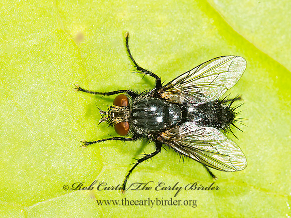 Voria  TACHINID FLY 9036059z