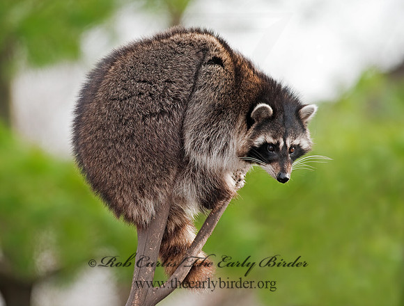 Procyon lotor  RACCOON 8024734 z