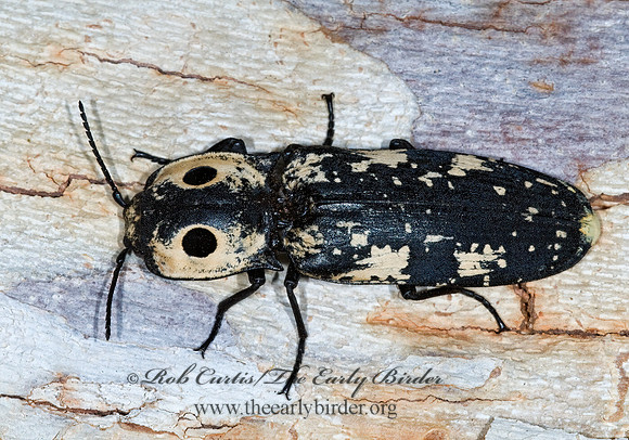 Alaus zunianus 7008894z
