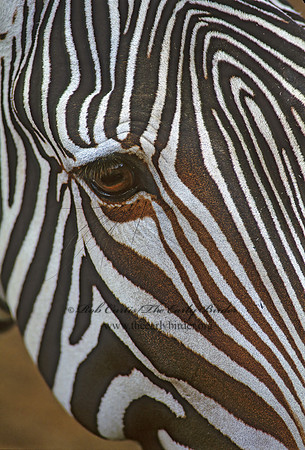 Equus grevyi  GREVY'S ZEBRA 138534z