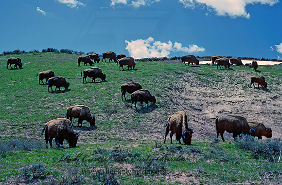 Bison bison  BISON 134108z