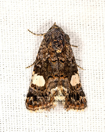 Tyta luctuosa  4-SPOTTED MOTH 3025146z