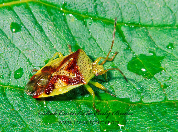 Elasmostethus cruciatus  RED-CROSS SHIELD BUG 211920z