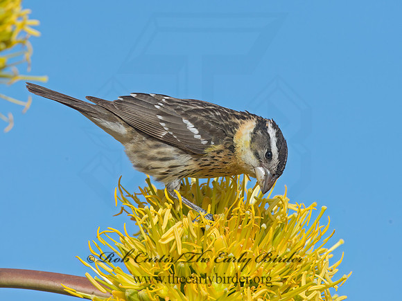 Pheucticus melanocephalus  BLACK-HEADED GROSBEAK 9056677z