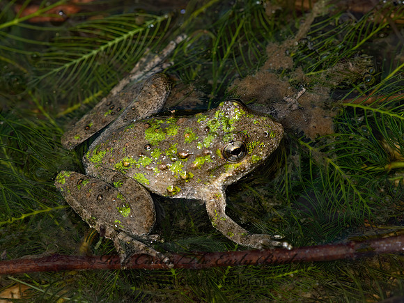 Acris blanchardi  BLANCHARD'S CRICKET FROG 9051924 z