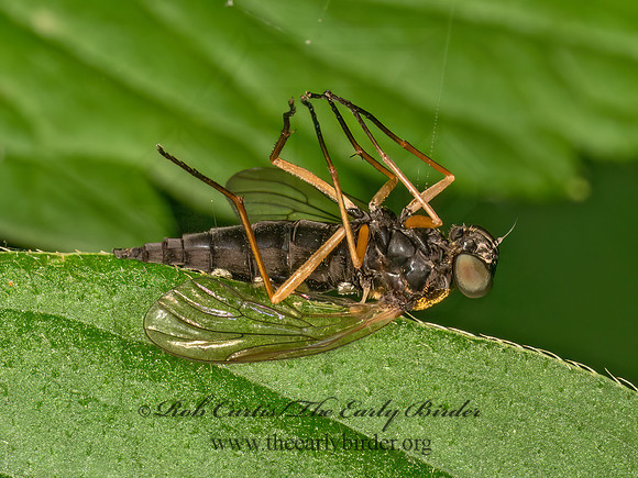 Chrysopilus ornatus ORNATE SNIPE FLY 9080017z