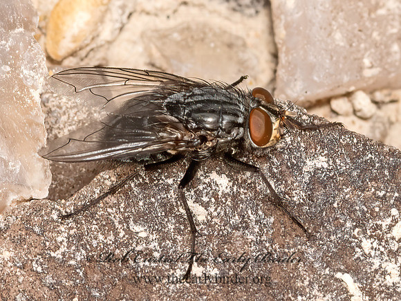Sarcophagidae FLESH FLY 3023681z
