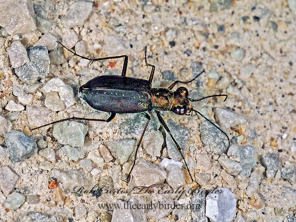 Cicindelidia punctulata 1111116 z