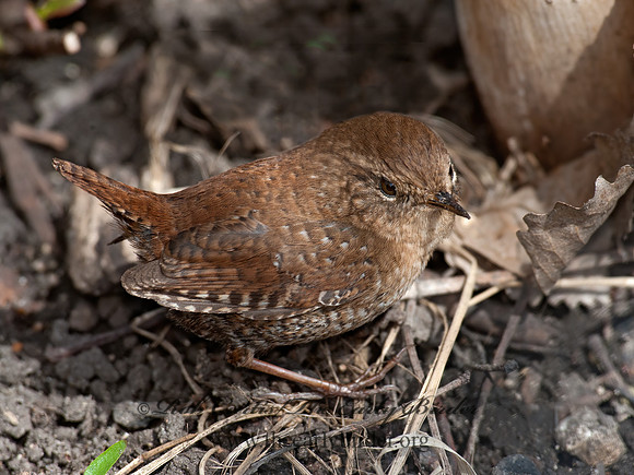 Troglodytes hiemalis  WINTER WREN 8033924z