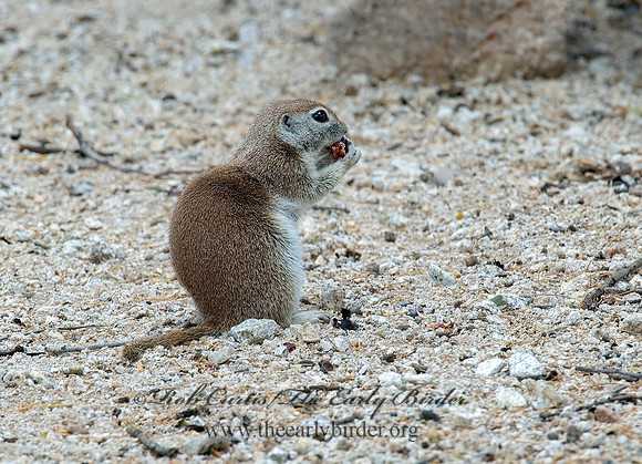 Xerospermophilus tereticaudus  ROUND-TAILED GROUND SQUIRREL 5005193z