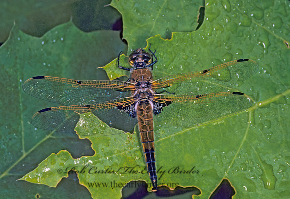 Libellula quadrimaculata FOUR-SPOTTED SKIMMER 176633 z