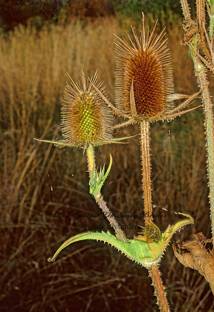 Dipsacus sylvestris  TEASEL 244716z
