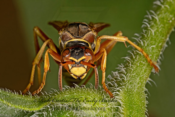 Polistes aurifer  GOLDEN PAPER WASP 3023379z