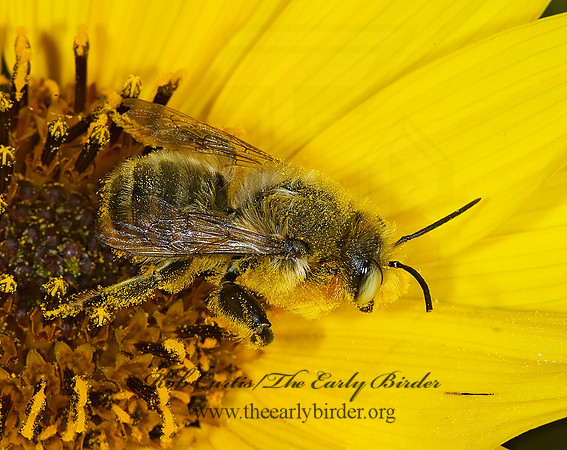 Megachile latimanus 7015019 Mz