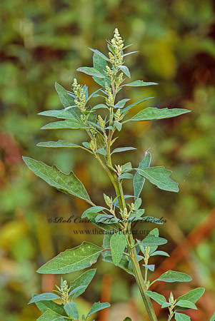 Chenopodium album  LAMB'S QUARTERS 244434z
