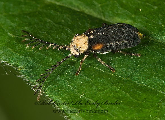 Eucrada humeralis  DEATH WATCH BEETLE 8004960z