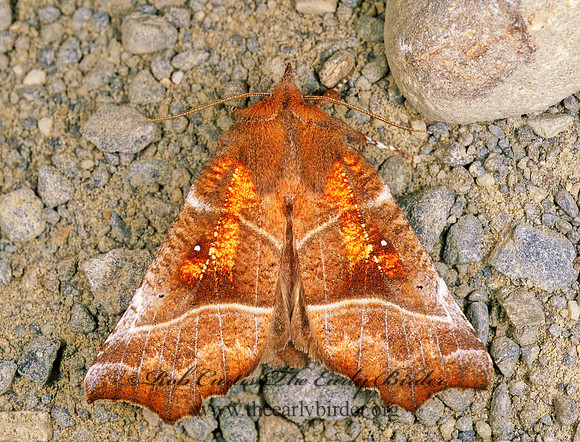 Scoliopteryx libatrix THE HERALD 231517 z