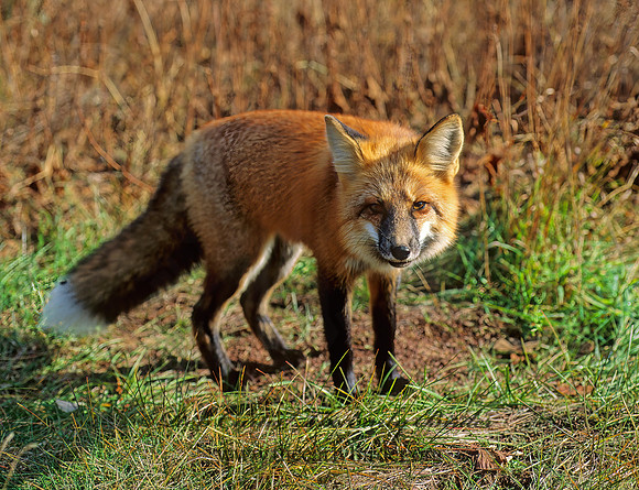 Vulpes vulpes  RED FOX 62308z