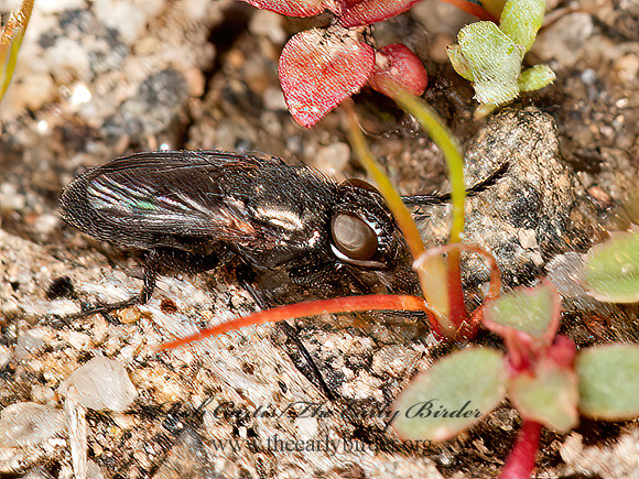 Kirbya  VORIINI TACHINID FLY 8037185z