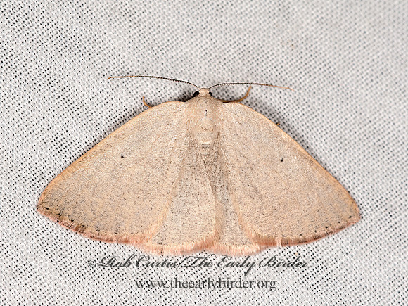 Eudrepanulatrix rectifascia  CABERINI GEOMETER  8036543z