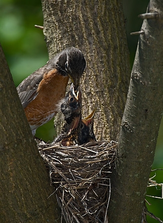 Turdus migratorius  AMERICAN ROBIN 6006214z