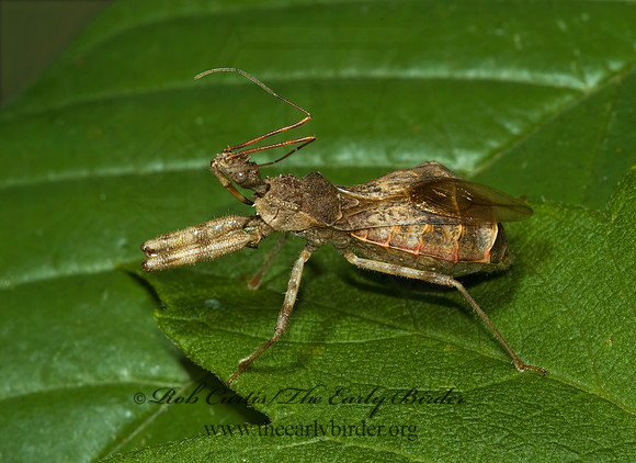 Acholla multispinosa 5002044z