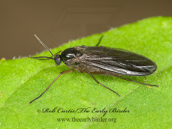 Sciaridae DARK-WINGED FUNGUS GNAT  3015418z