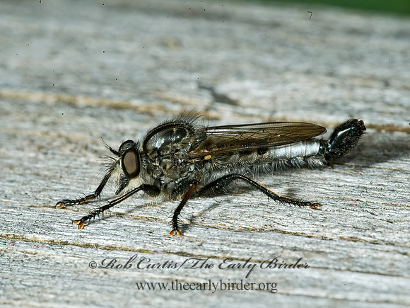 Efferia aestuans  ASILINAE ROBBER FLY 5012114z