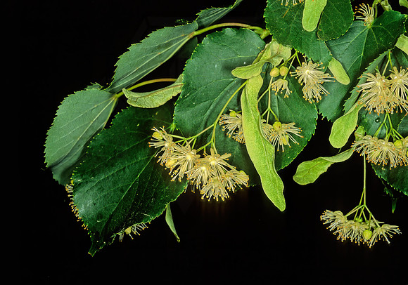 Tilia cordata  LINDEN 243635z