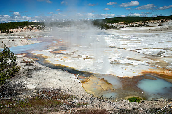 NORRIS GEYSER BASIN 9061230z