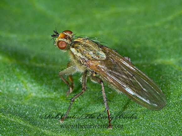Scathophaga stercoraria  DUNG FLY 7009281z