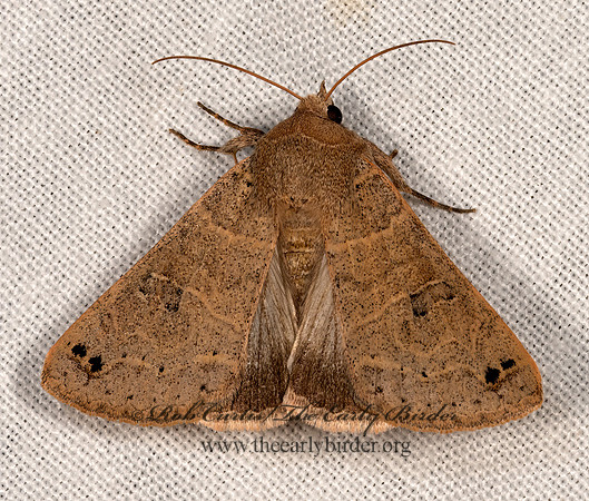Cissua  MELIPOTINI EREBID MOTH 3037891z