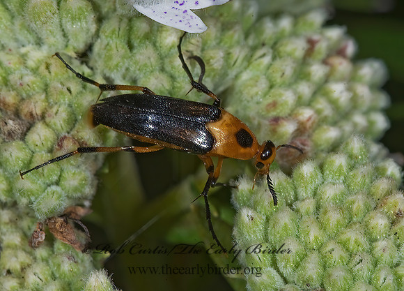 Macrosiagon limbata 7012018z