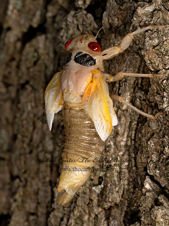 Magicicada cassinii CASSINI'S PERIODICAL CICADA 9088071 z