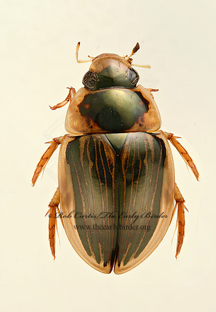 Tropisternus collaris 9019314z