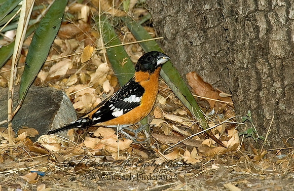 Pheucticus melanocephalus  BLACK HEADED GROSBEAK 5006105z