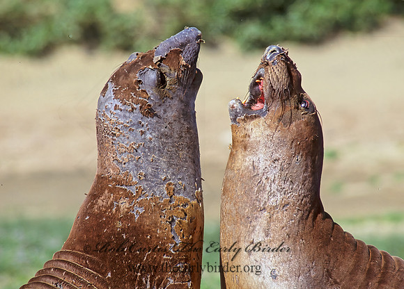 Mirounga angustirostris  NORTHERN ELEPHANT SEAL 111103z